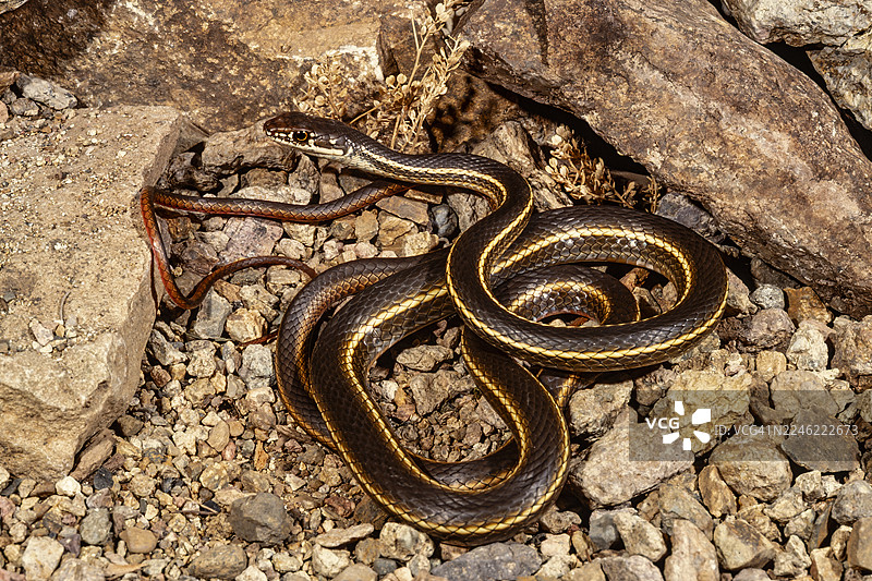 条纹鞭蛇图片素材