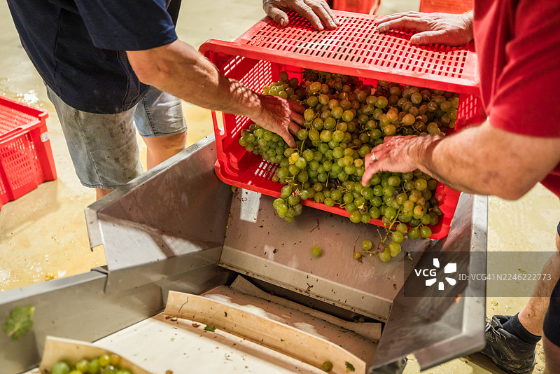 在西班牙加泰罗尼亚的一家酒庄，工人们在年度酿酒季，正在将从红色筐中装满的、刚采摘的绿色葡萄送入去梗机进行处理。图片素材