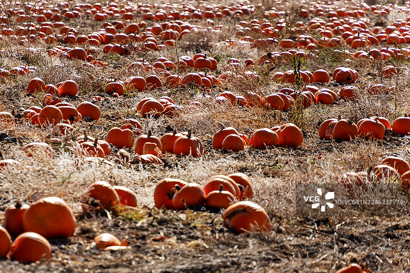 南瓜多多图片素材