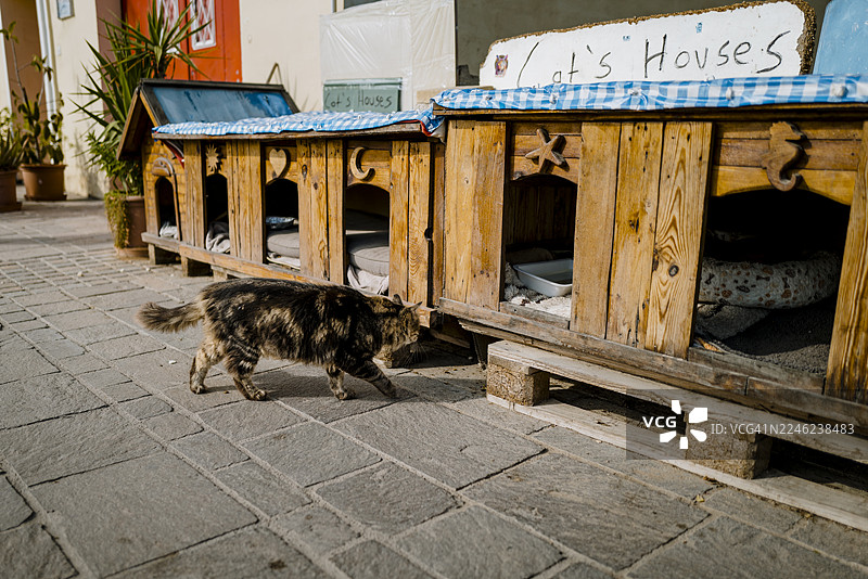 马耳他马尔萨什洛克街头的流浪猫图片素材