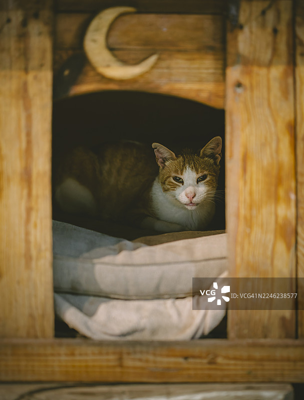 马尔萨斯洛克，马耳他的流浪猫图片素材