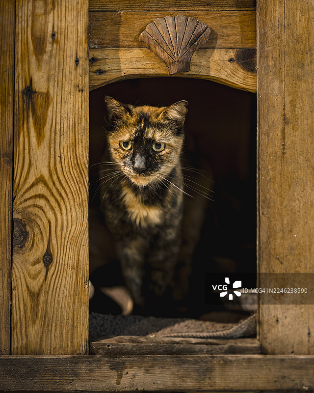 马耳他马尔萨什洛克区的流浪猫图片素材