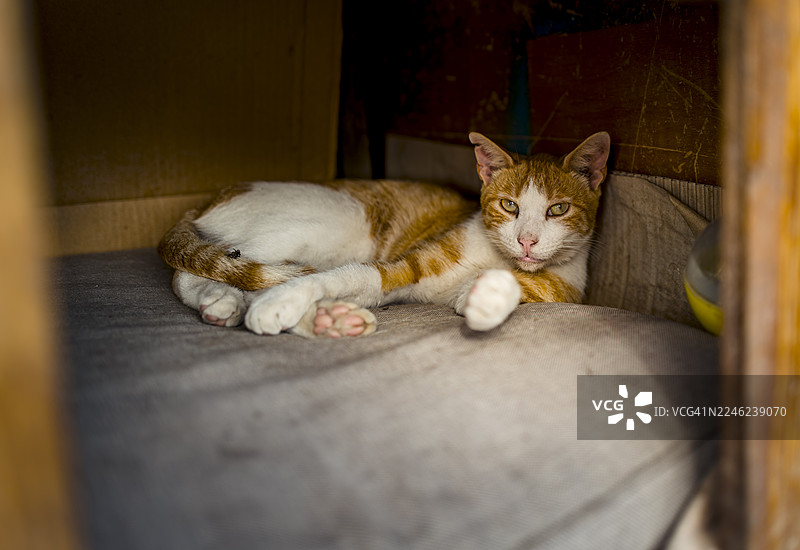 马耳他马尔萨什洛克迷人的流浪猫图片素材