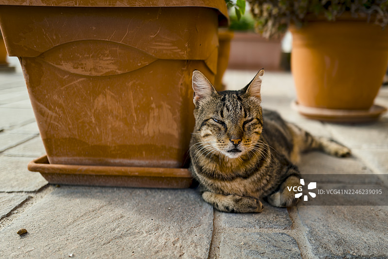 马耳他马尔萨什洛克街头的流浪猫图片素材