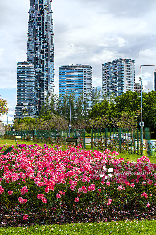 粉色花朵。建筑和摩天大楼。阿根廷布宜诺斯艾利斯，布宜诺斯艾利斯港的玫瑰园。图片素材