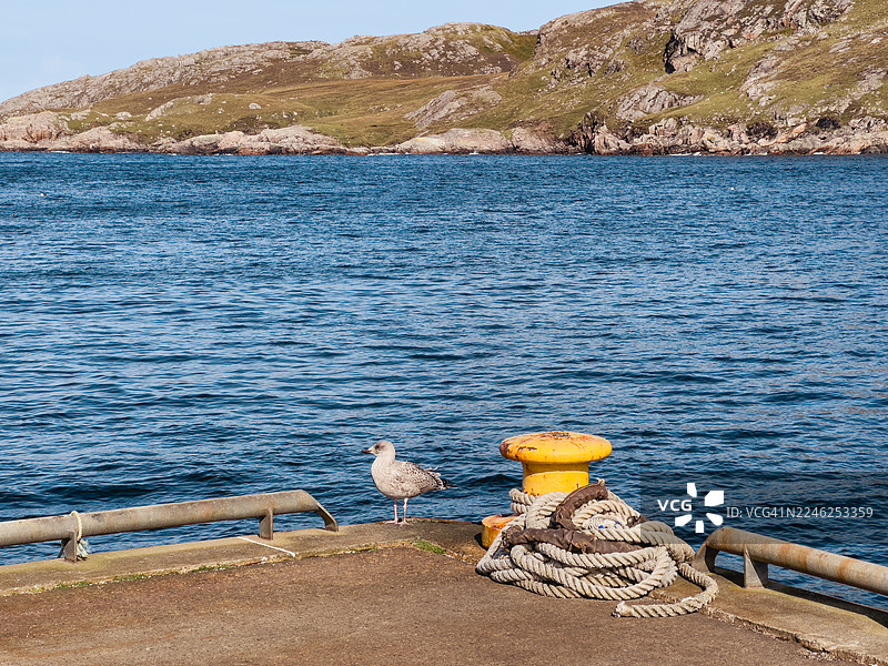 海港码头的海鸥图片素材
