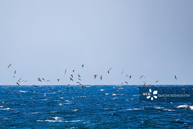 一群大型海鸟在近海可见。白氏海燕、褐鲣鸟、黑脚信天翁、短尾信天翁、莱桑信天翁。图片素材