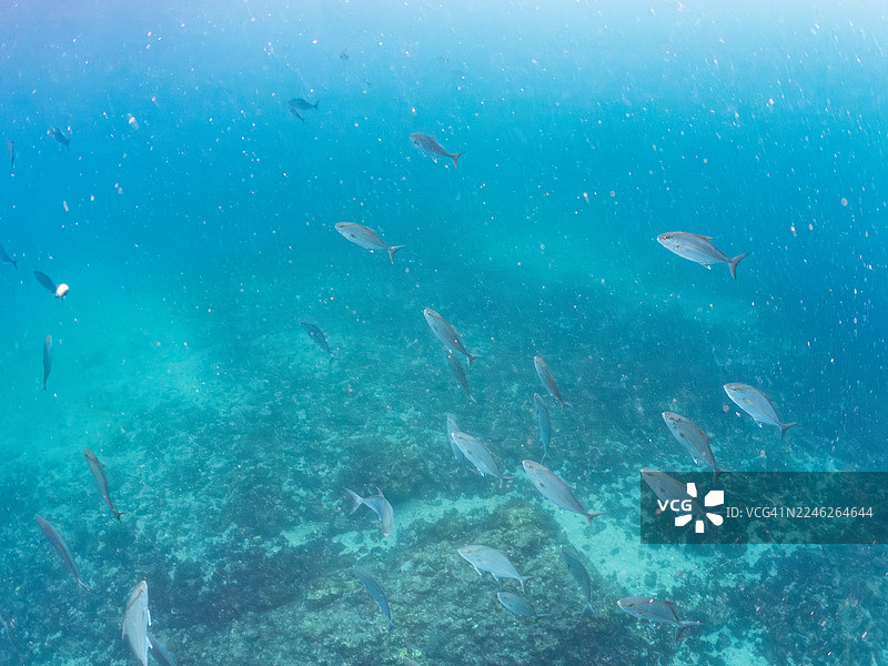 日本静冈县伊豆半岛南伊豆町中木港平矶海滩的甘仔鱼群，它们是捕食目标 - 2025图片素材