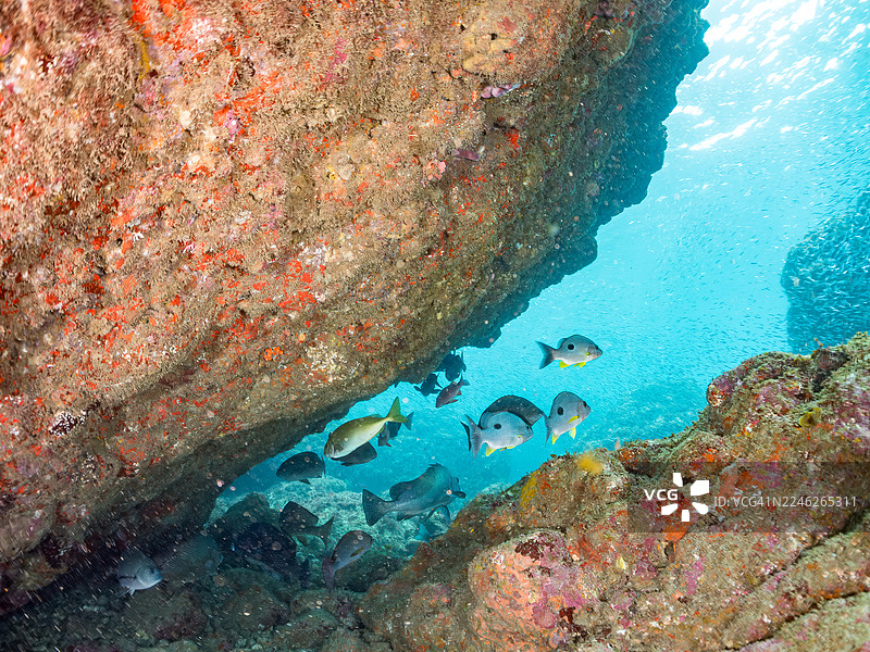 新月锦や黒帯錦、黒点海鯛、大鱗黑鯛、白鞍须鯛等鱼群。平磯海灘，中木港。图片素材