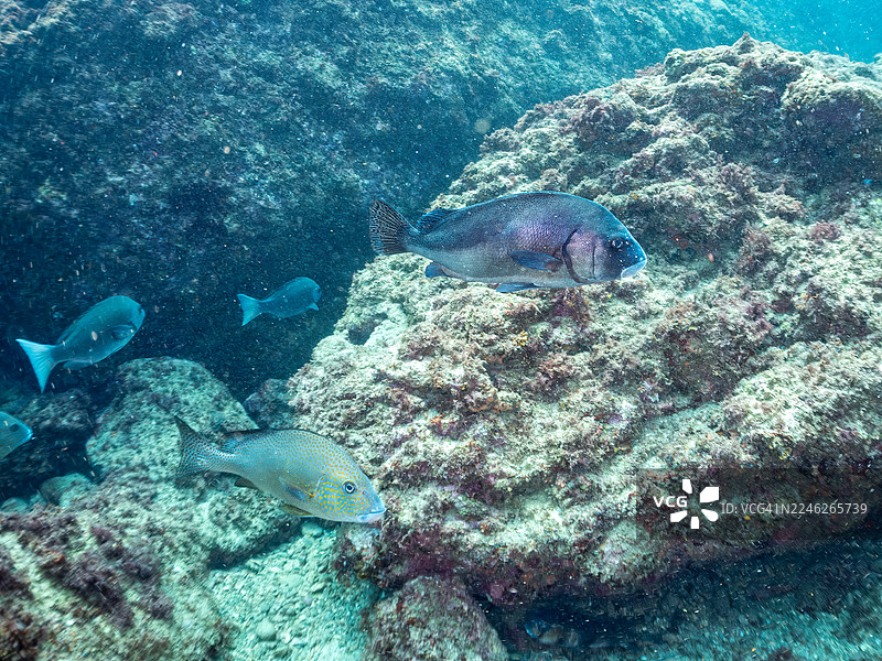 新月唇齿鱼（Plectorhinchus cinctus）、彩唇齿鱼（Diagramma pictum）、黑斑海鲈（Lutjanus russelli）、大鳞黑鲈（Girella punctata）、白鞍须鲹（Parupeneus ciliatus）等鱼类。鱼群。平户口海滩，中木港。图片素材