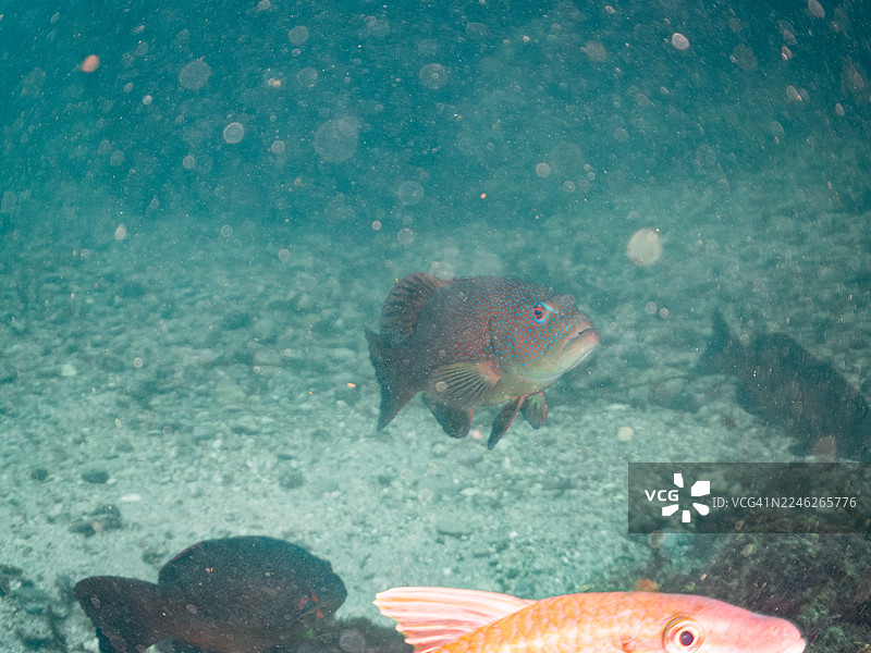 红斑石斑鱼、蓝斑石斑鱼、豹纹石斑鱼等鱼群。日本静冈县伊豆半岛南伊豆町弘治海滩、中木港 - 2025图片素材