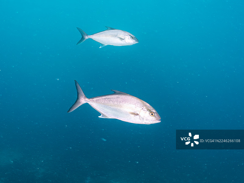 鲹科鱼类（包括油甘鱼、长鳍油甘鱼、大油甘鱼等）因捕食而成为目标，鱼群，日本静冈县伊豆半岛南伊豆町中木港平矶海滩 - 2025图片素材