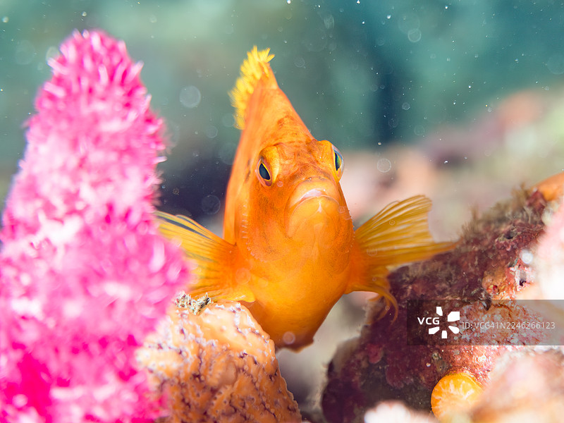 黄鹰鱼（Cirrhitichthys aureus）、软珊瑚（Alcyonacea, Dendronephthya）等鱼群。日本静冈县伊豆半岛南伊豆町仲木港平野滨 - 2025图片素材