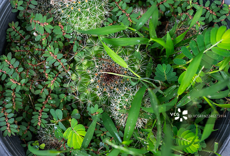 金琥仙人掌盆栽中长出的杂草。杂草是非农作物植物，若管理不当则可能成为有害植物。图片素材