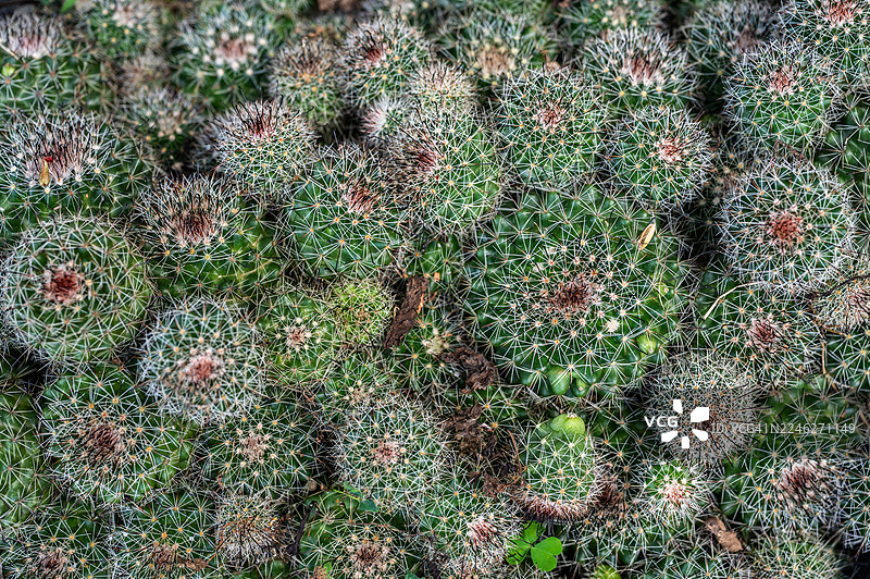 盆栽金琥仙人掌的全景图。这种仙人掌是一个非常普遍且数量众多的物种。图片素材