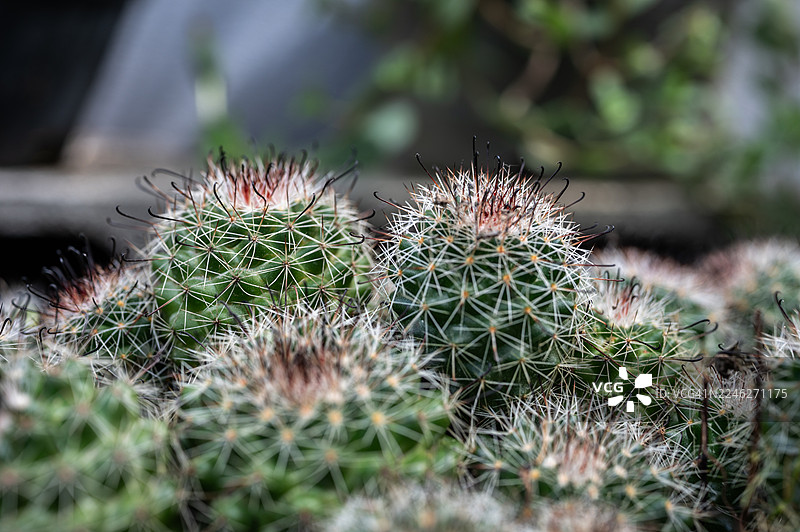 长生丸仙人掌的钩刺特写。它们具有保护作用，使动物难以在捕食者抓住它们后将它们拔出。图片素材