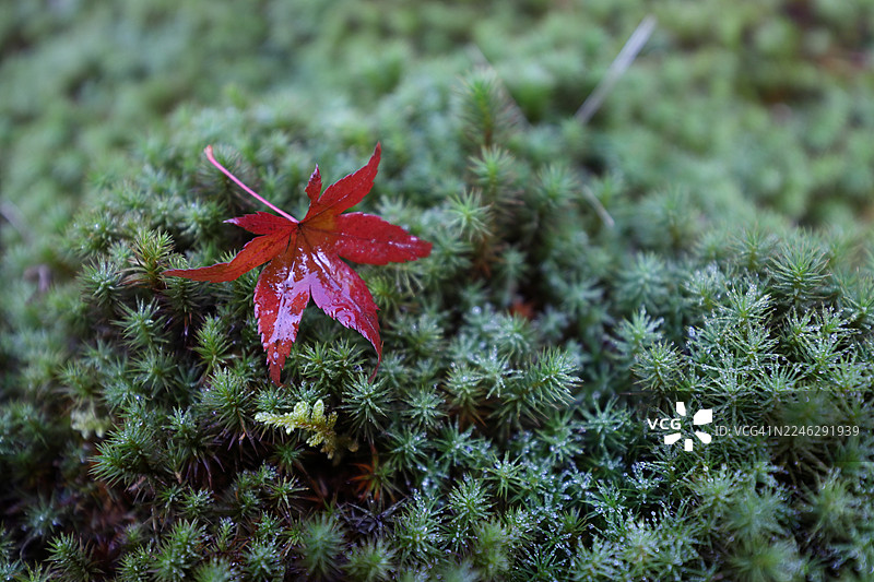 秋日宁静的景致——在中国园林中，一片红色的日本枫叶（Acer palmatum）飘落在中国园林中被秋雨浸湿的绿色苔藓（Polytrichum juniperinum）上图片素材