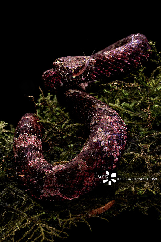 马来亚蝮图片素材