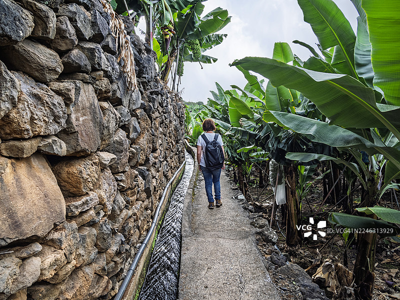马德拉岛，香蕉树下的农田风光，一位女子正在行走在“香蕉之路”上。图片素材