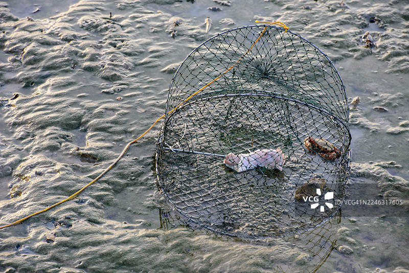 用生鸡头做螃蟹陷阱图片素材
