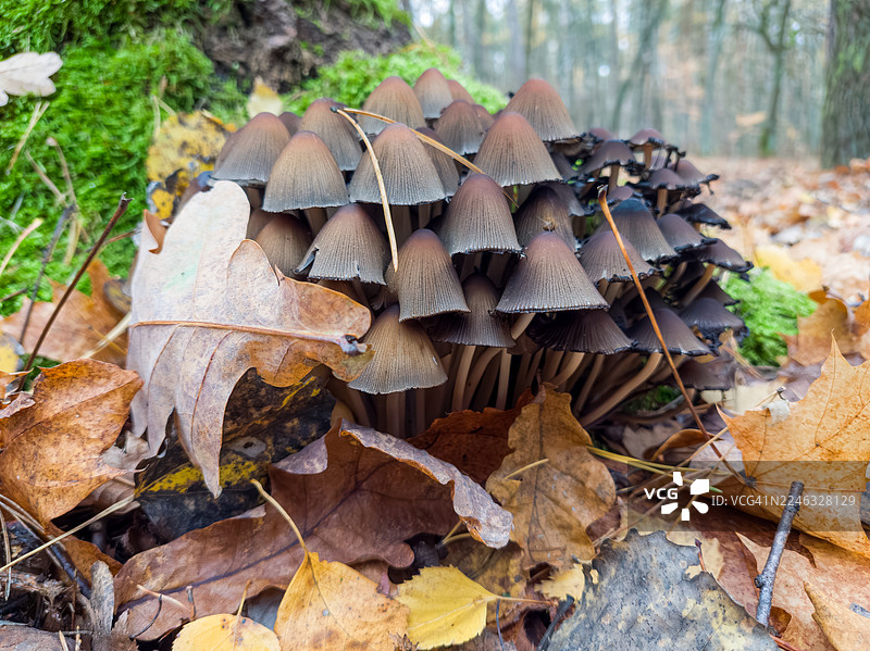 一群毛鬼伞菇在宁静的森林环境中茁壮成长。图片素材
