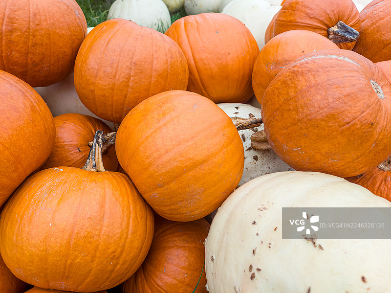 收获南瓜和葫芦图片素材