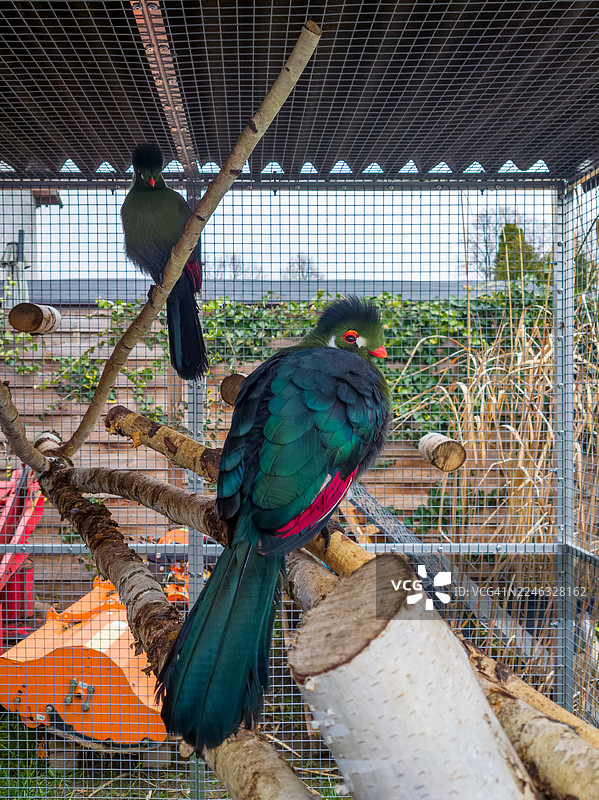 笼子里的两只白颊蕉鹃图片素材