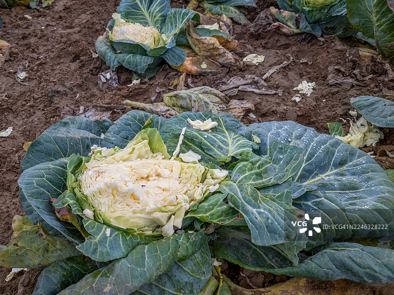 被啃食了一部分的大白菜头图片素材