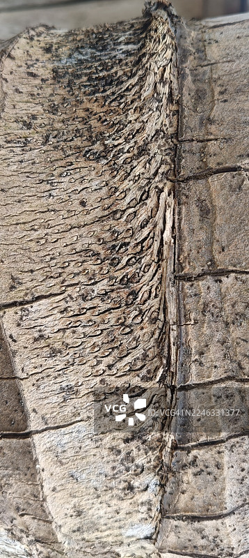 棕榈树树皮的纹理细节特写图片素材