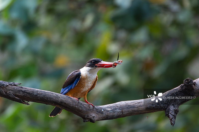 黑顶翡翠图片素材