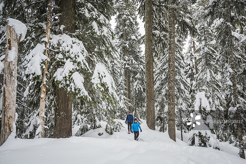成熟夫妇在惠斯勒的深雪森林中穿雪鞋行走图片素材