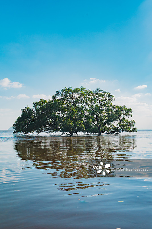 泰国春蓬府，一棵孤树生长在水中央。图片素材