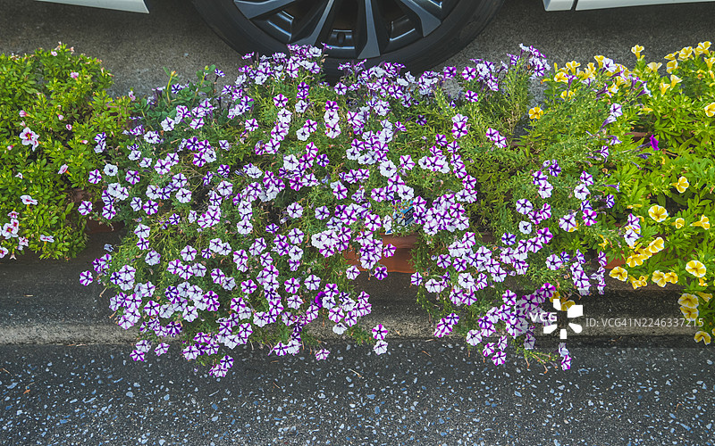车库旁色彩缤纷的盆栽花图片素材