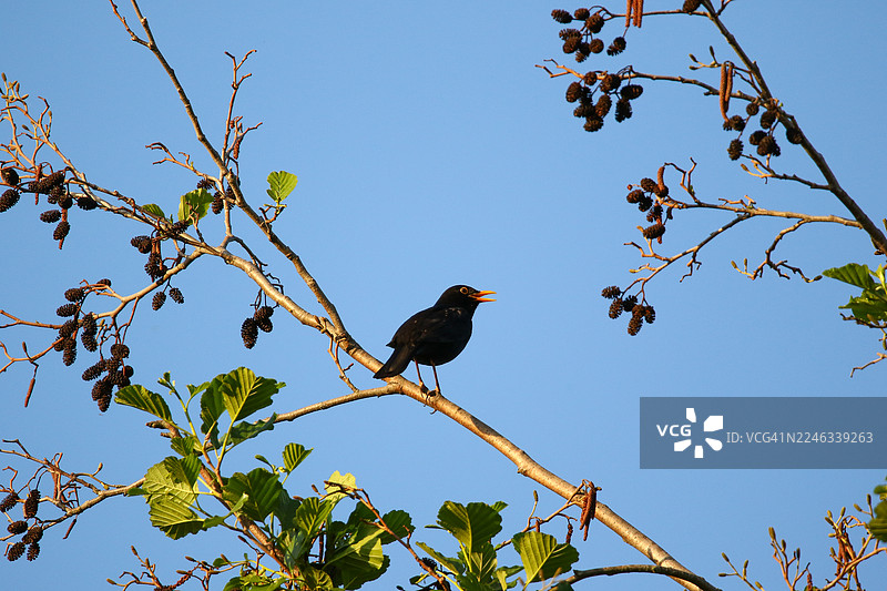 春天公园里，一只乌鸫（Turdus Merula）栖息在树枝上图片素材