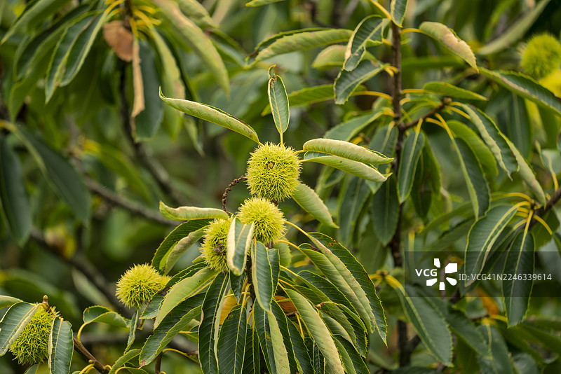 西班牙北部准备收获的甜栗（欧洲栗见子）图片素材
