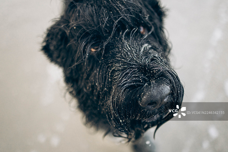 一只脸上沾着沙子的湿漉漉的黑狗的特写肖像图片素材