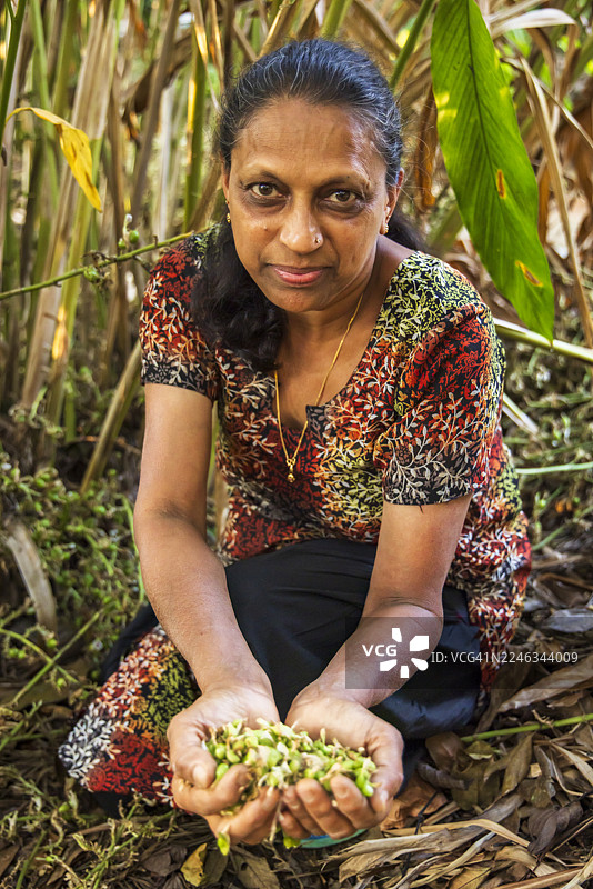 印度蒙纳尔，女子采摘豆蔻荚图片素材