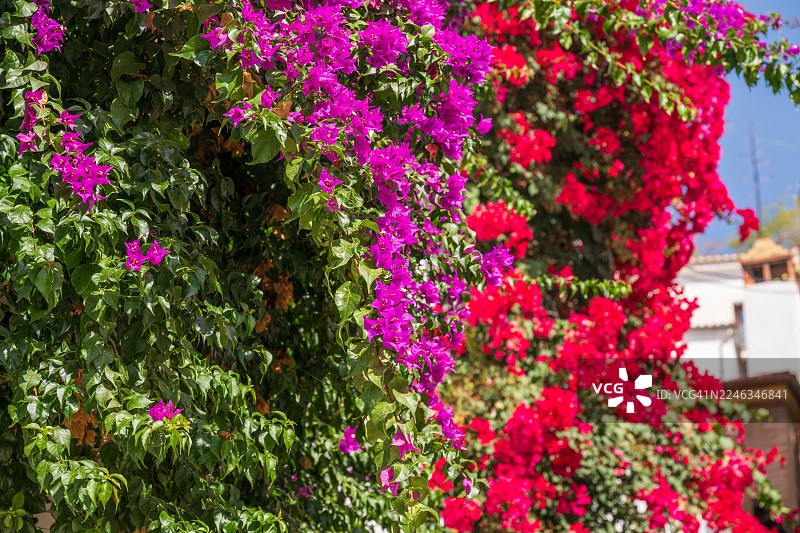 藤蔓上盛开的五彩缤纷的九重葛花图片素材