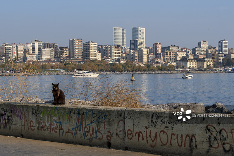 土耳其伊斯坦布尔卡德柯伊区 Moda 海岸边一只猫的静谧守望图片素材