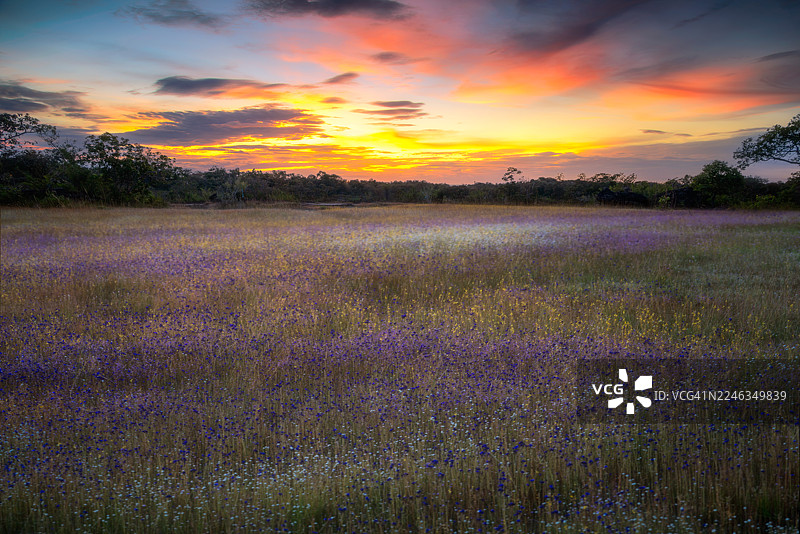 泰国乌汶叻差他尼府诗孟迈县那仑镇帕朗瀑布森林公园岩石高原上的野花田图片素材