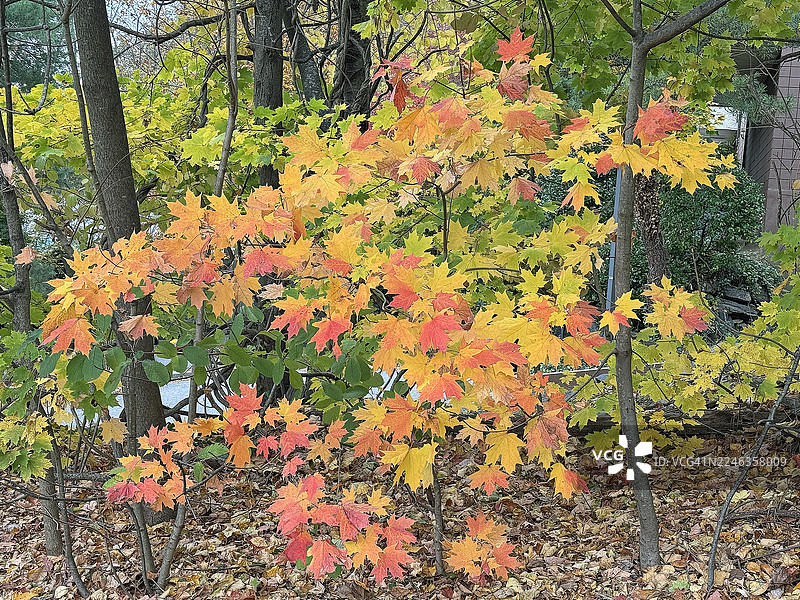 纽约州韦斯特切斯特县拍摄的秋叶照片。图片素材