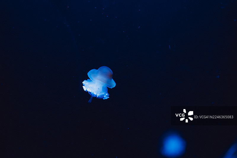 深邃夜海中优雅漂浮的蓝色发光水母图片素材