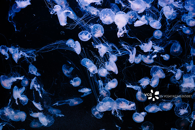 深海缸中蓝色水下水母场景，漂浮着水母图片素材