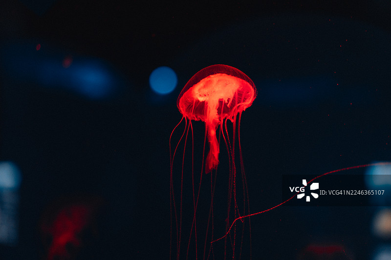 深海中闪耀的水母，背景色彩鲜艳图片素材