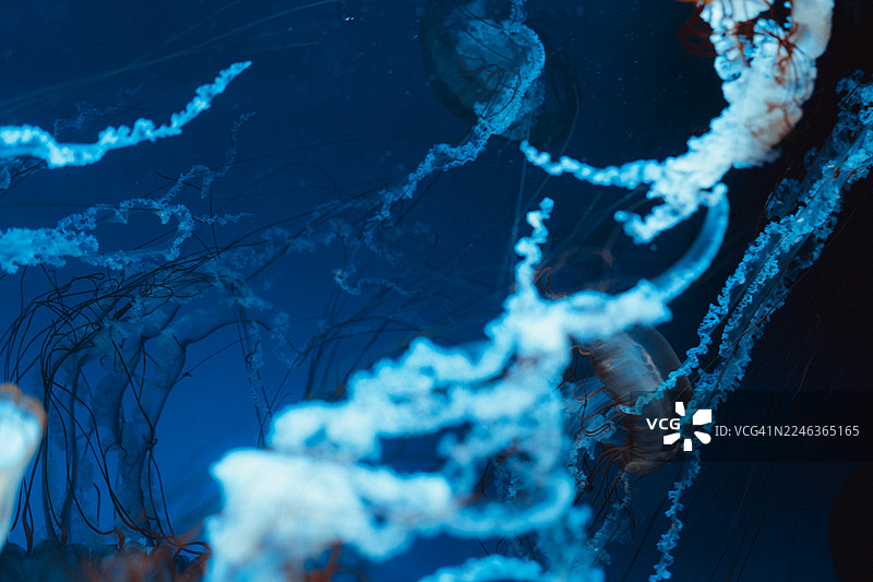 深邃蓝色海洋水族馆中，灯光鲜艳的水母优雅地游动图片素材