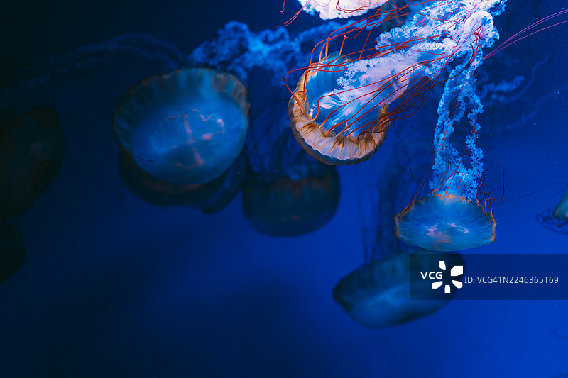 深邃蓝色水族馆中，色彩鲜艳的水母优雅地游动图片素材
