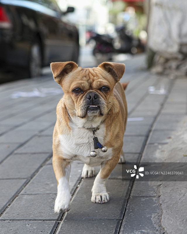 一只棕白色的小狗在人行道上向镜头跑来图片素材