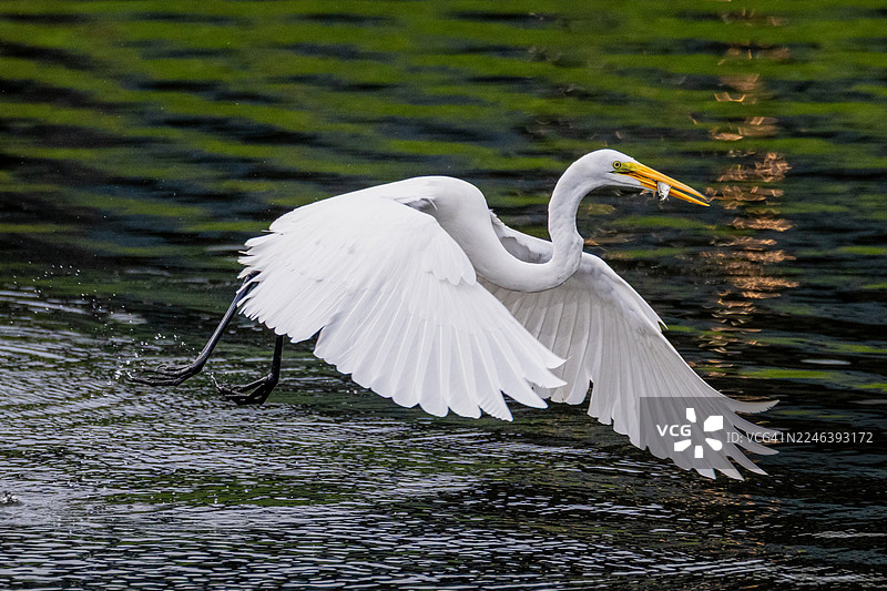展翅飞翔的大白鹭，嘴里叼着刚捕获的鱼图片素材