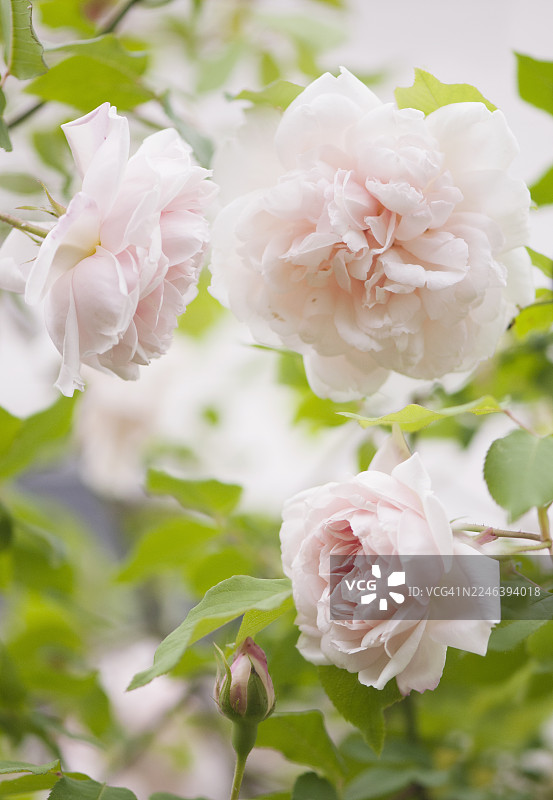 罗莎·阿尔弗雷德·卡里埃夫人图片素材