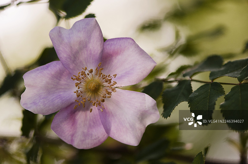 玫瑰 '苏格兰女王玛丽'。蔷薇属栽培品种图片素材